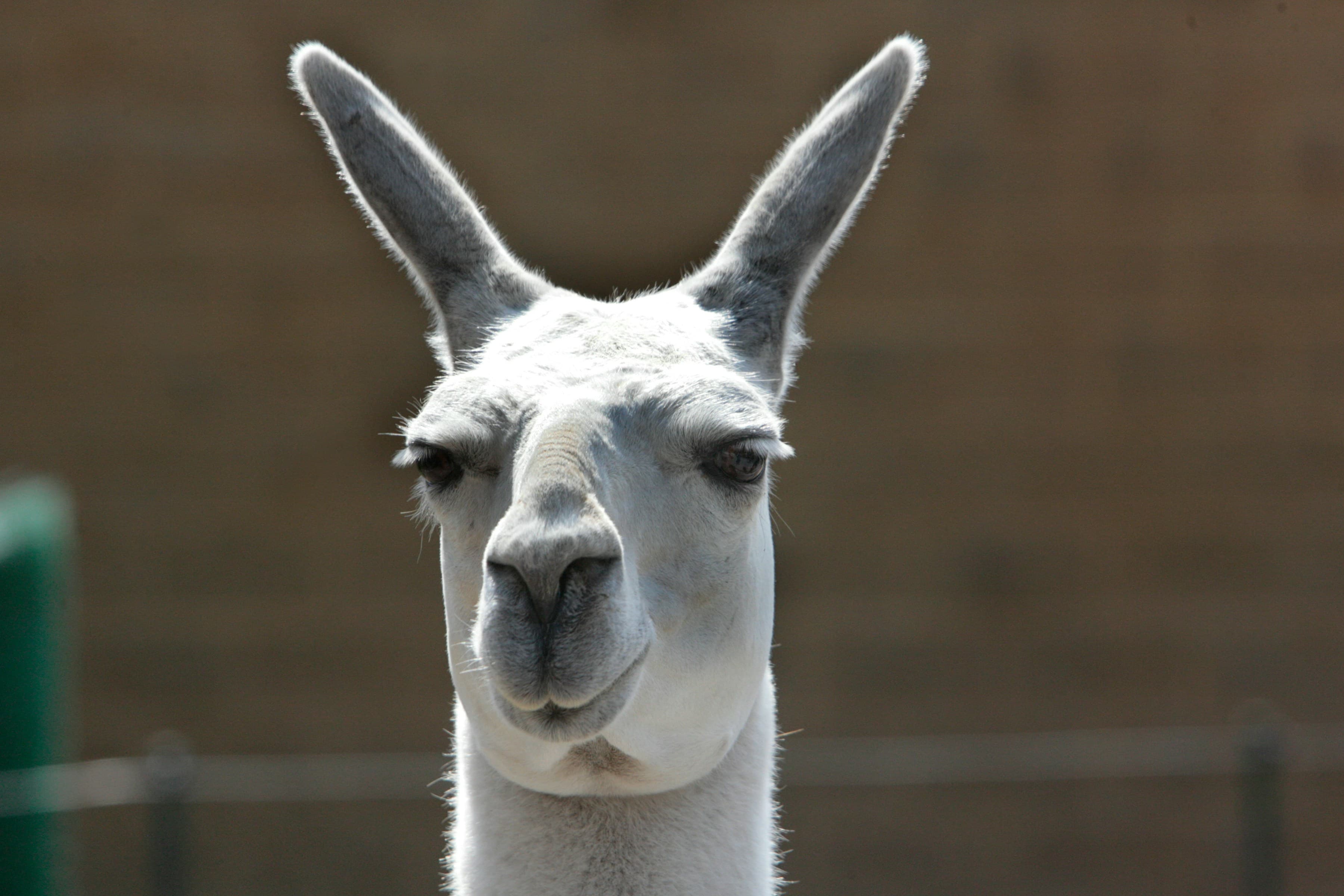 A white llama looking directly at the camera